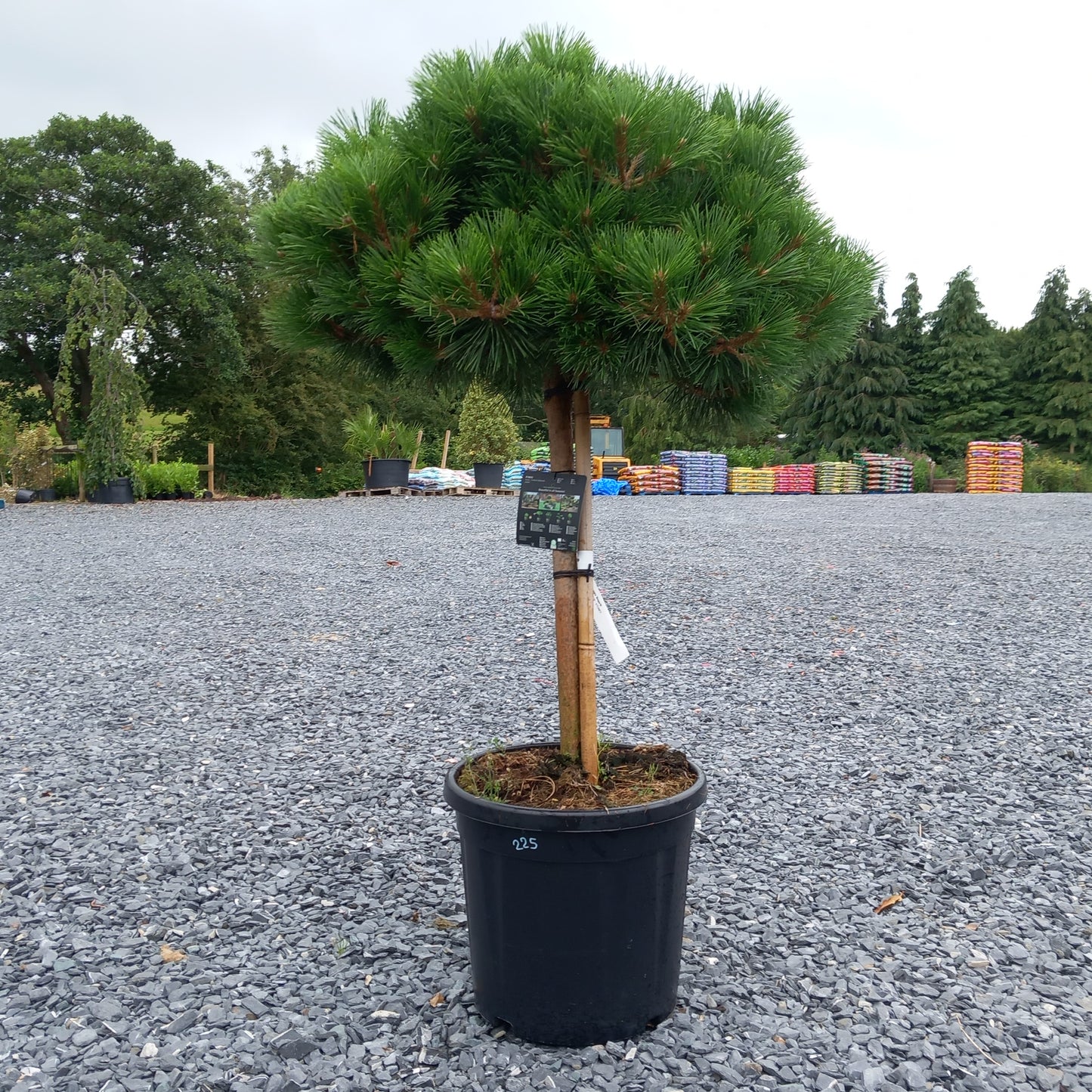 Pinus quarter standard - pine tree topiary with rounded head on clear stem, 100-110cm height in 20-30L pot