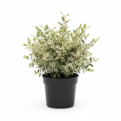 Pittosporum tenuifolium 'Variegatum'