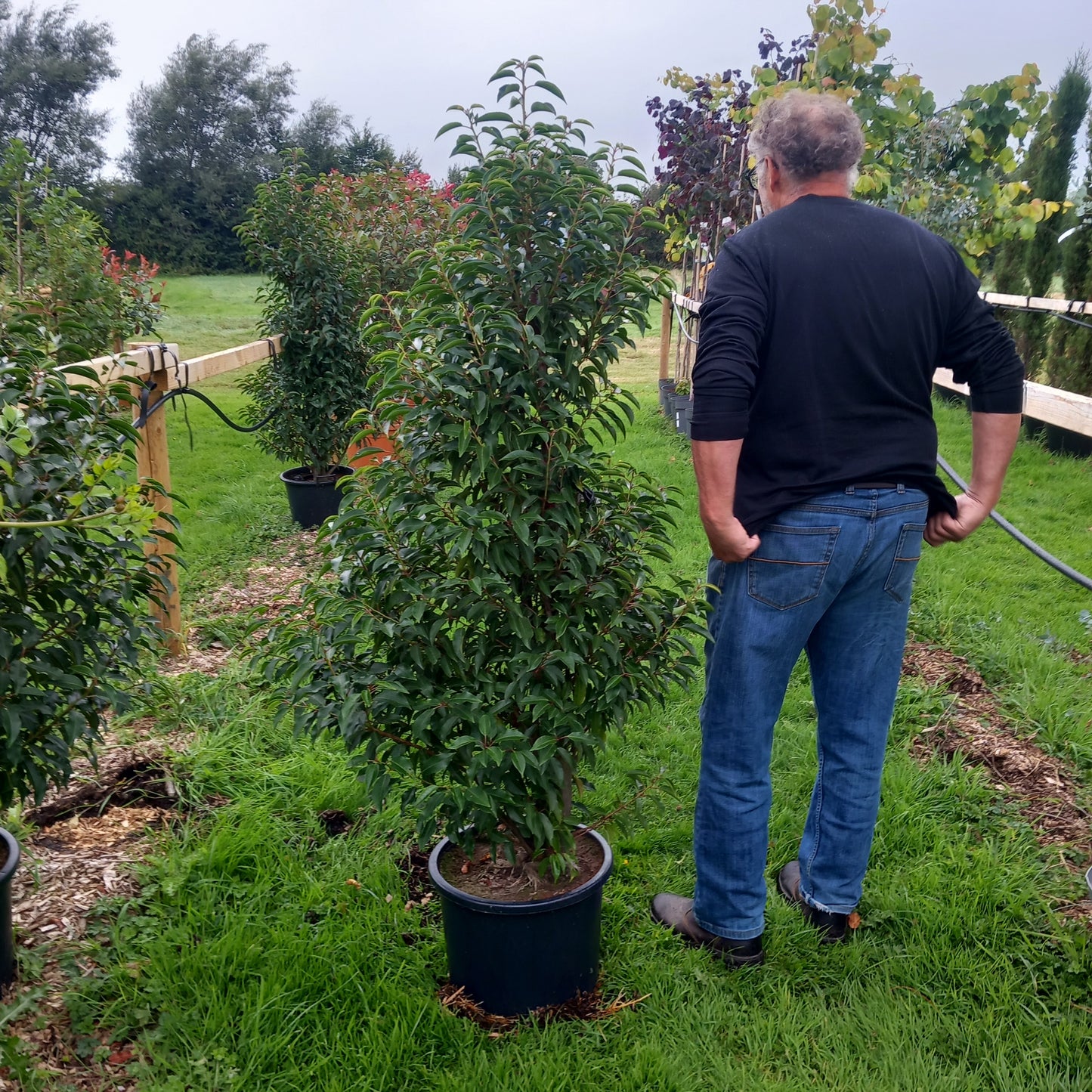 potugesse laurel tree or hedging