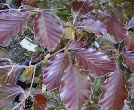 Purple/Copper Beech Bareroot hedging 60-90cm x 25.