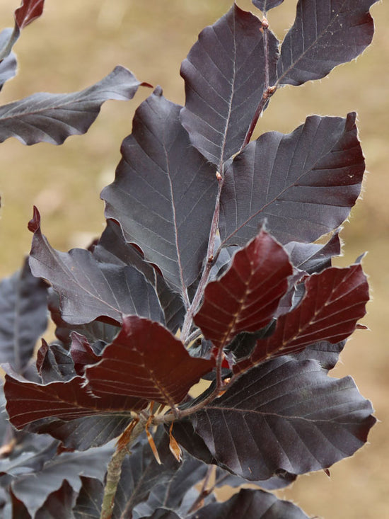 Instant hedging Purple Beech.