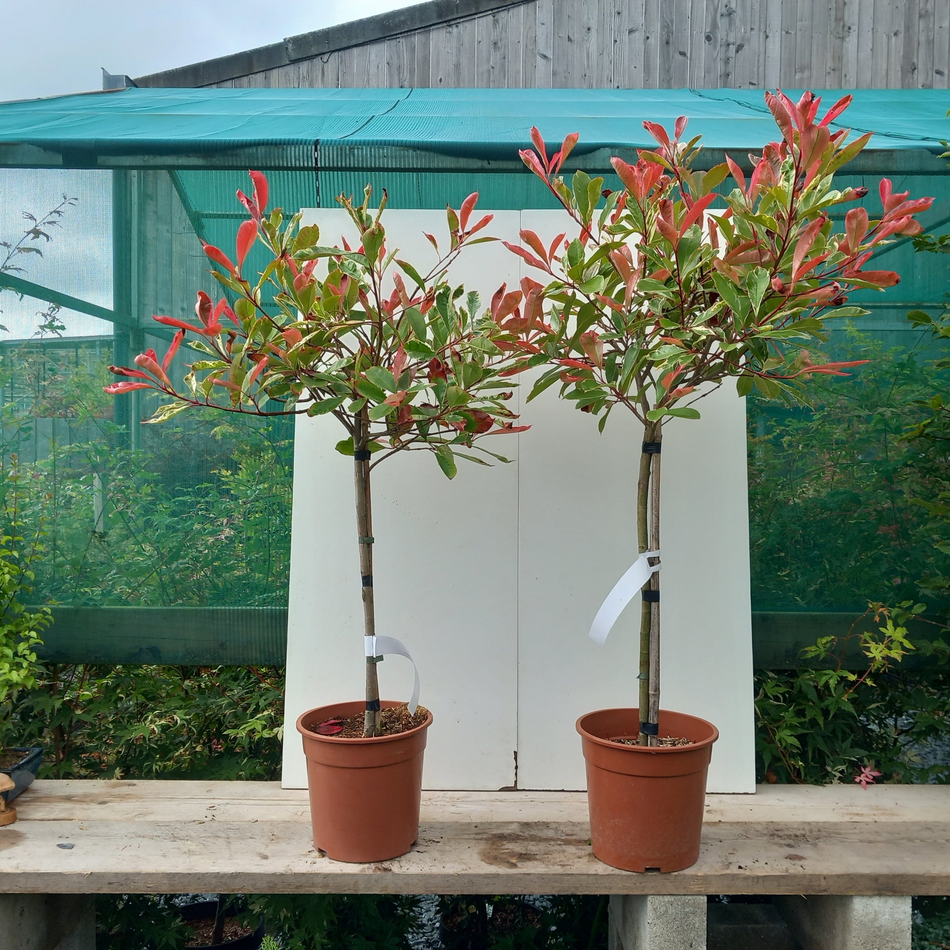  Photinia serrulata Red Robin quarter standard tree with bright red new growth on clear stem