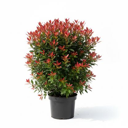 Red Robin Photinia in pot