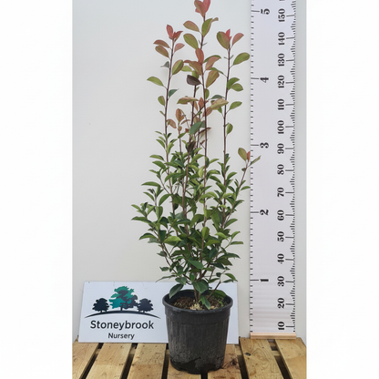 Red Robin Photinia
