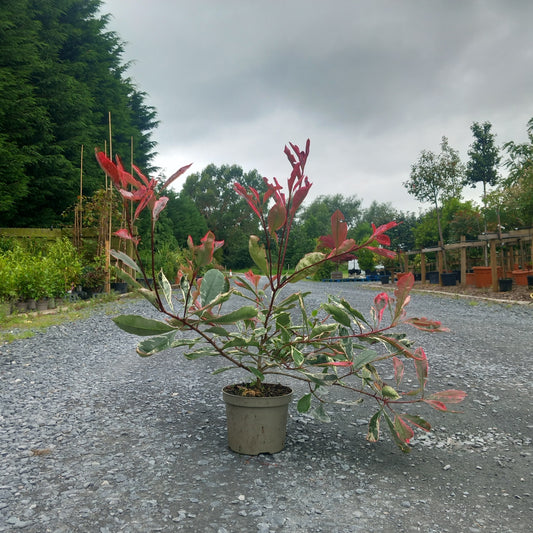 Photinia fraseri Pink Marble - variegated Red Robin with pink and cream new growth for year-round colour