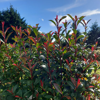 Photinia serrulata Red Robin quarter standard showing vibrant red young foliage and evergreen leaves