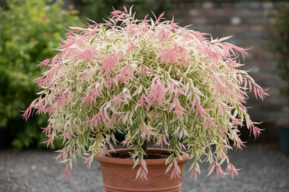 Salix Flamingo - Variegated Willow