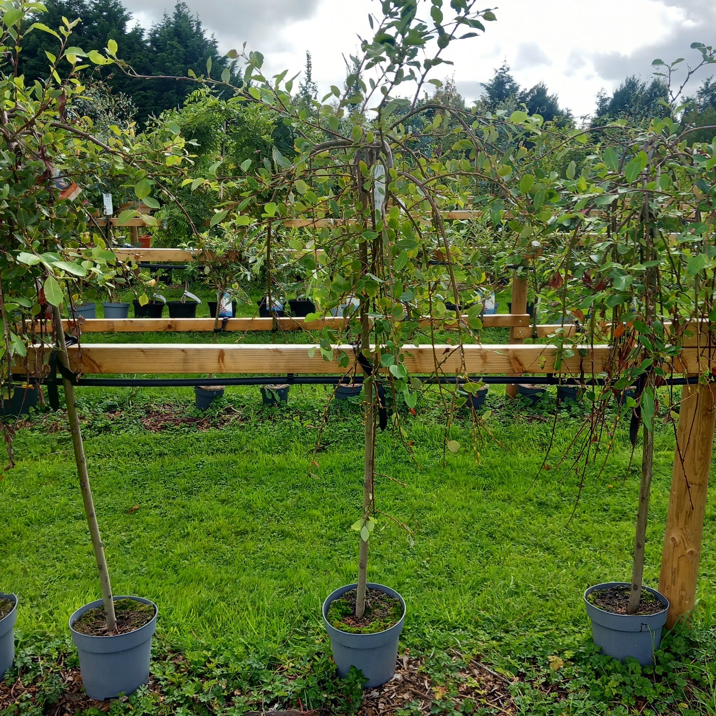 Salix caprea Kilmarnock - weeping willow standard tree with cascading branches and silvery catkins in spring