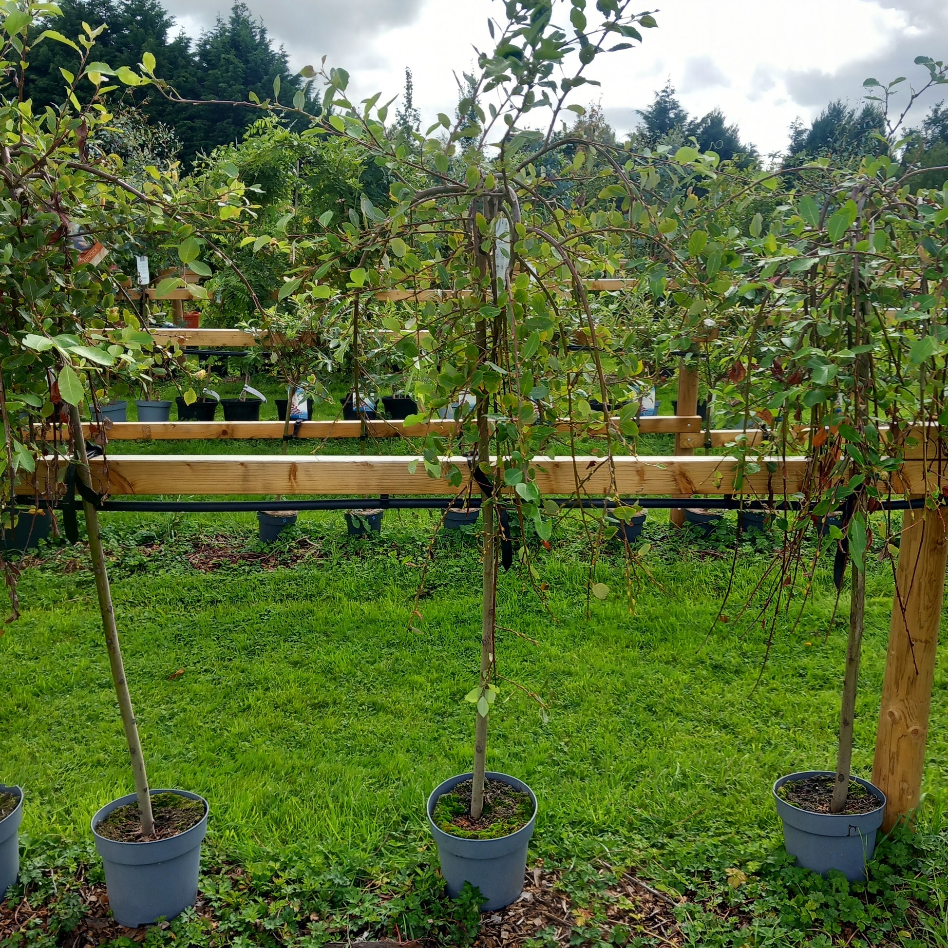Salix caprea Kilmarnock - weeping willow standard tree with cascading branches and silvery catkins in spring