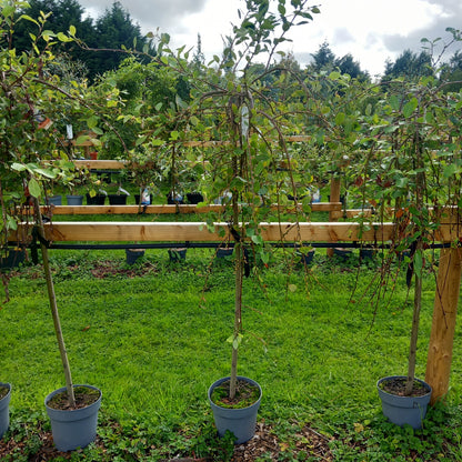 Salix caprea Kilmarnock - weeping willow standard tree with cascading branches and silvery catkins in spring