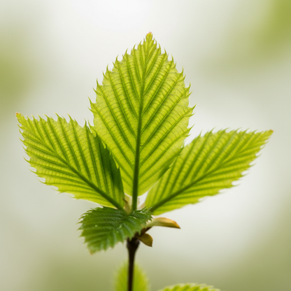 Spring Hornbeam Leaves