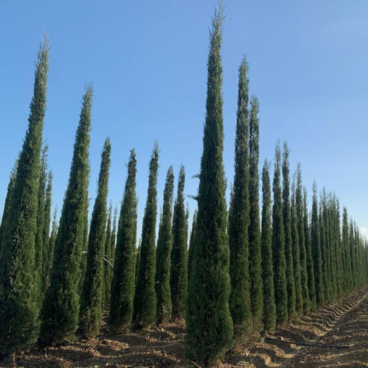 Cupressus sempervirens 'Italian cypress' 225/250cm high clt 25/30