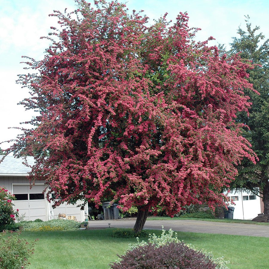 red /pink blossoms paul scarlet