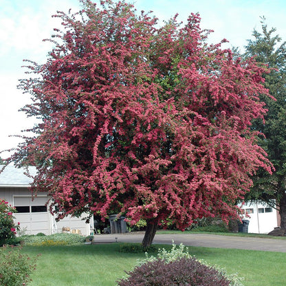 red /pink blossoms paul scarlet