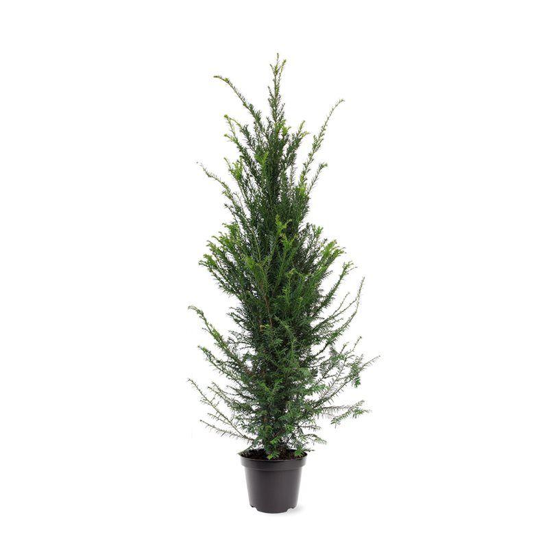 Yew , Taxus baccata .