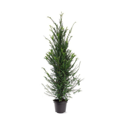 Yew , Taxus baccata .