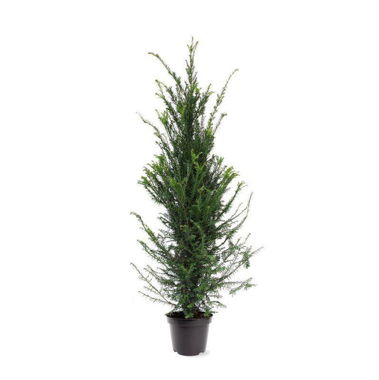 Bare root hedging , Yew. Taxus baccata.