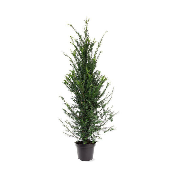 Bare root hedging , Yew. Taxus baccata.