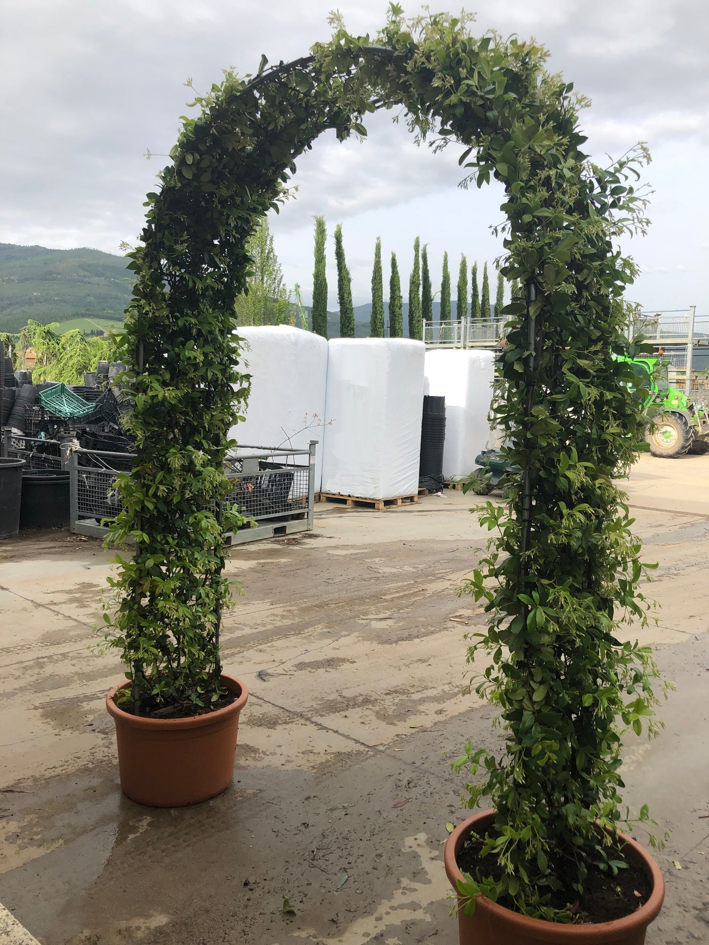 Trachelospermum jasminoides 'Star Jasmine' double arch(PRE-ORDER ONLY)