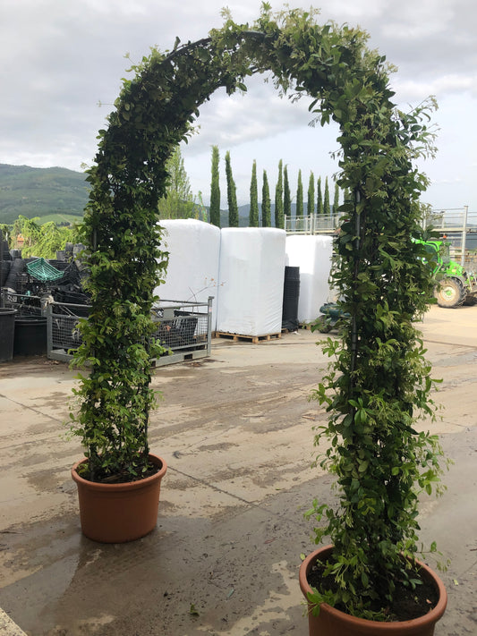 Trachelospermum jasminoides 'Star Jasmine' double arch(PRE-ORDER ONLY)