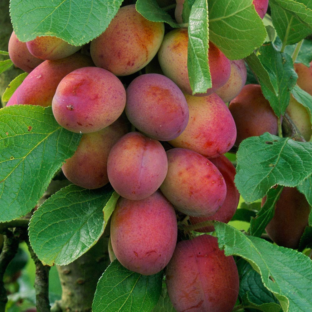 Victoria Plum (Prunus domestica) Bare-Root Tree 4–5 ft