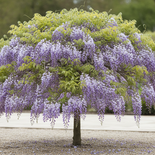 Wisteria Umbrella 1/2 Standard
