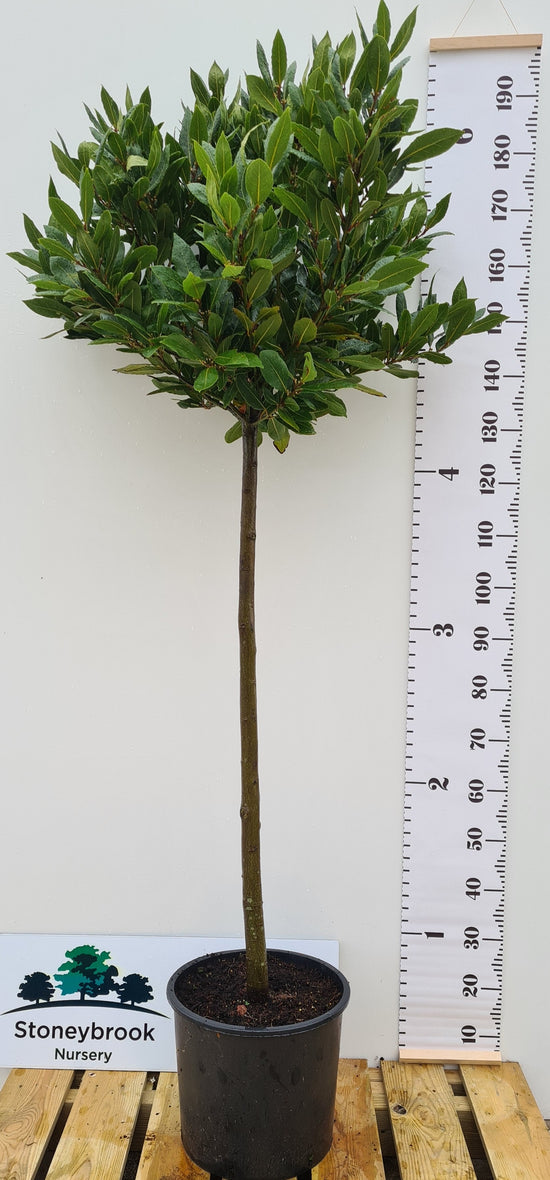 Bay Tree: Laurus Nobilis: Half Standard