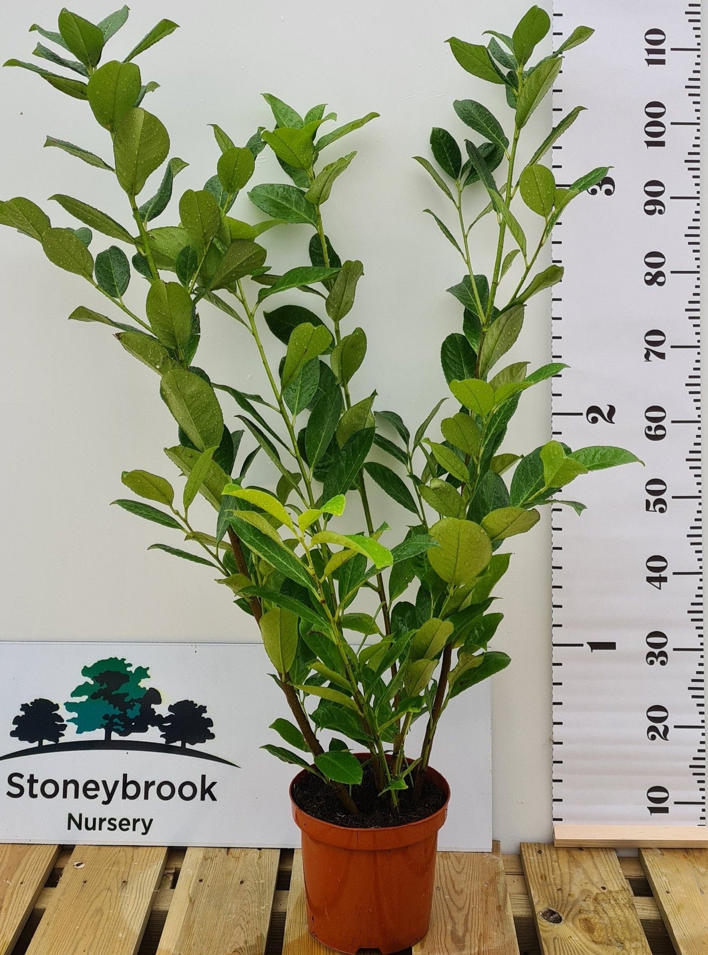 Cherry Laurel: Prunus Laurocerasus Rotundifol