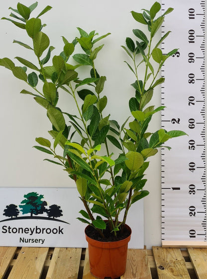 Cherry Laurel: Prunus Laurocerasus Rotundifol