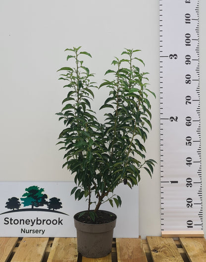 Portuguese Laurel: Prunus Lusitanica
