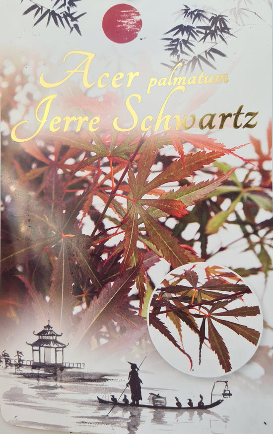 Acer Palmatum: Jerre Schwartz