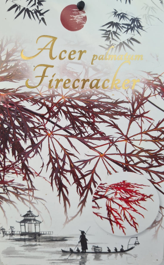 Acer Palmatum: Firecracker