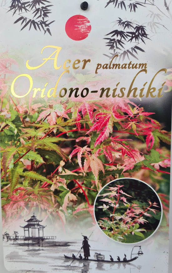 Acer Palmatum: Oridono-nishiki