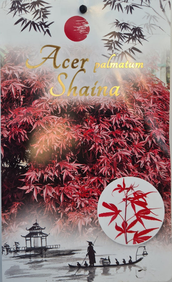 Acer Palmatum: Shaina