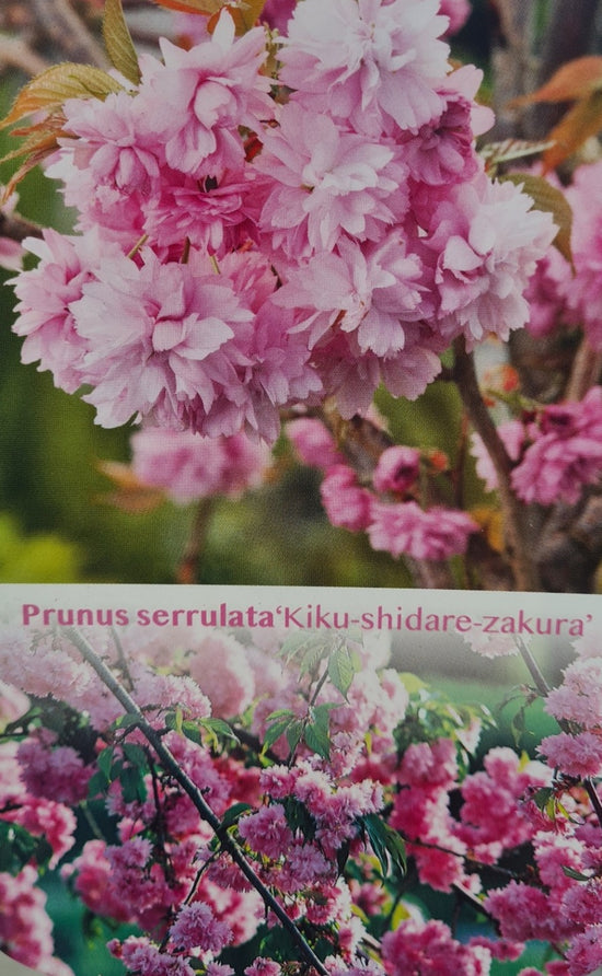 Prunus Serrulata: Kiku-Shidare-Zakura