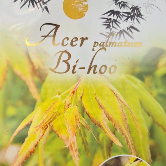 Acer palmatum Bi-hoo - Japanese Maple with delicate variegated foliage and compact upright form
