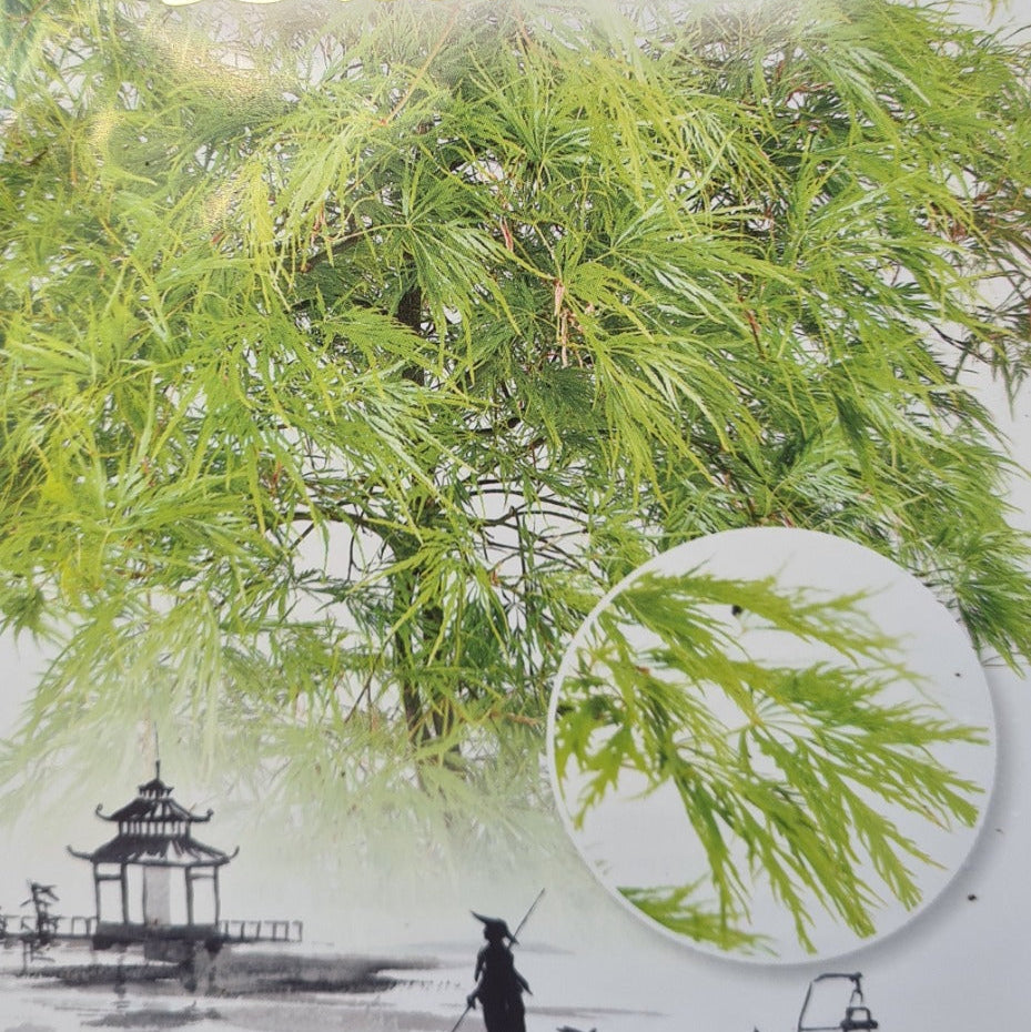 Acer palmatum Dissectum - Japanese Maple with finely cut lace-like foliage and cascading mounded form
