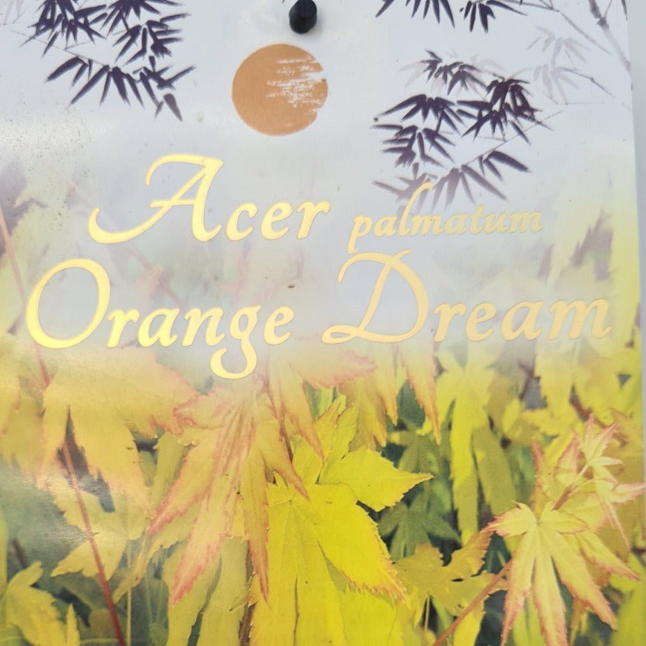 Acer palmatum Orange Dream - Japanese Maple with vibrant orange spring foliage and compact form
