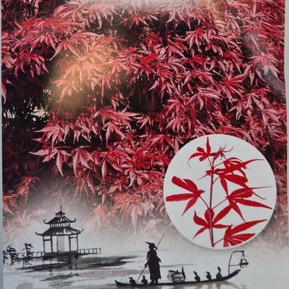 Acer palmatum Shaina - compact Japanese Maple with vibrant red spring foliage and dense rounded form