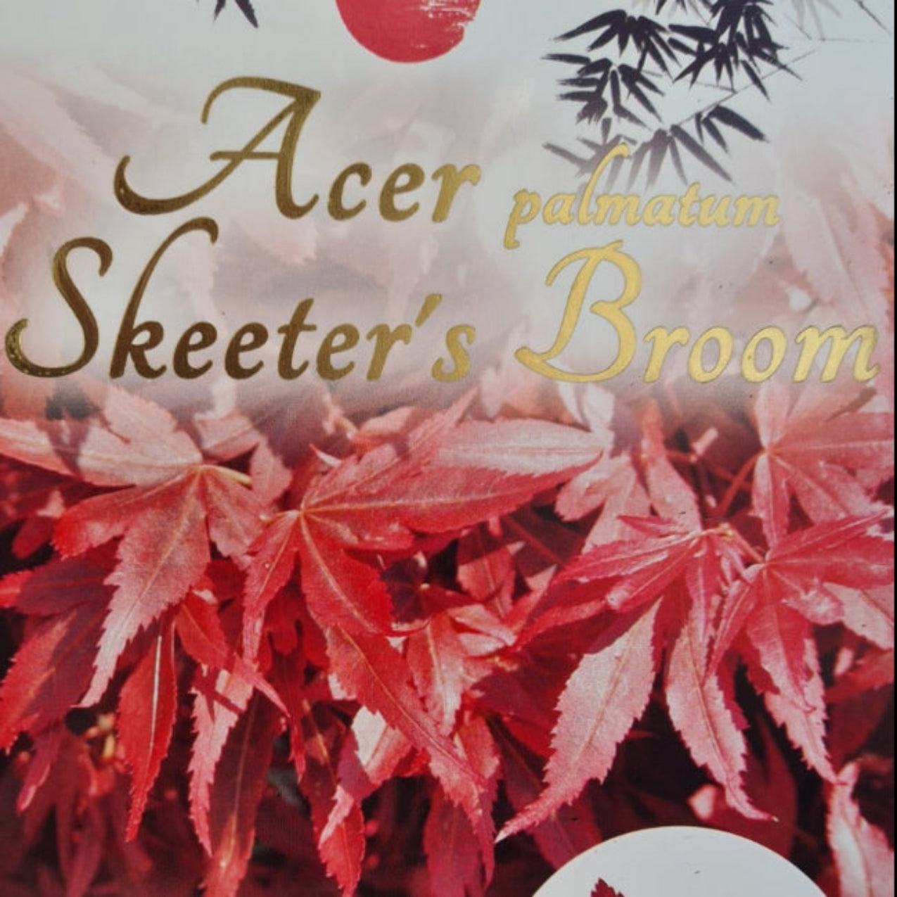 Acer palmatum Skeeter's Broom - dwarf Japanese Maple with red-purple foliage and compact upright form
