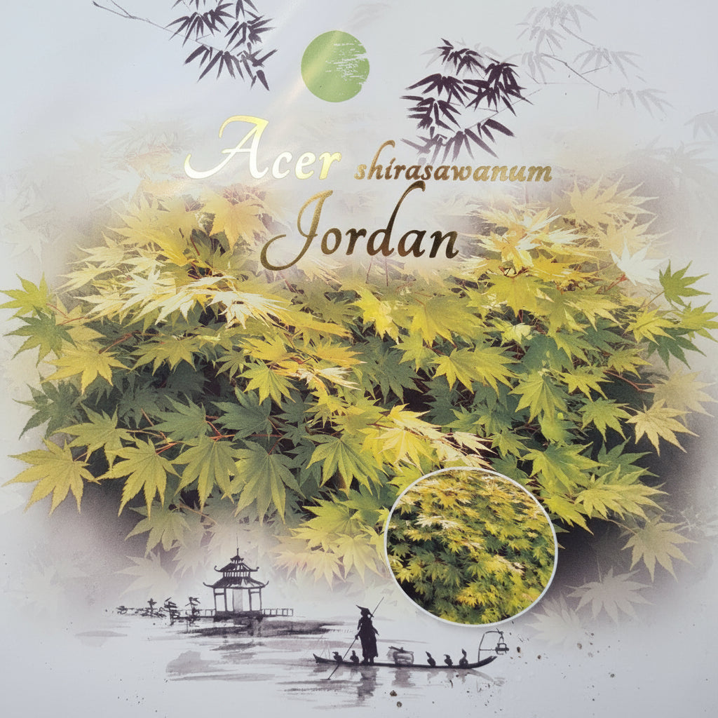 Acer shirasawanum Jordan - Full Moon Maple with golden-yellow foliage and elegant spreading form
