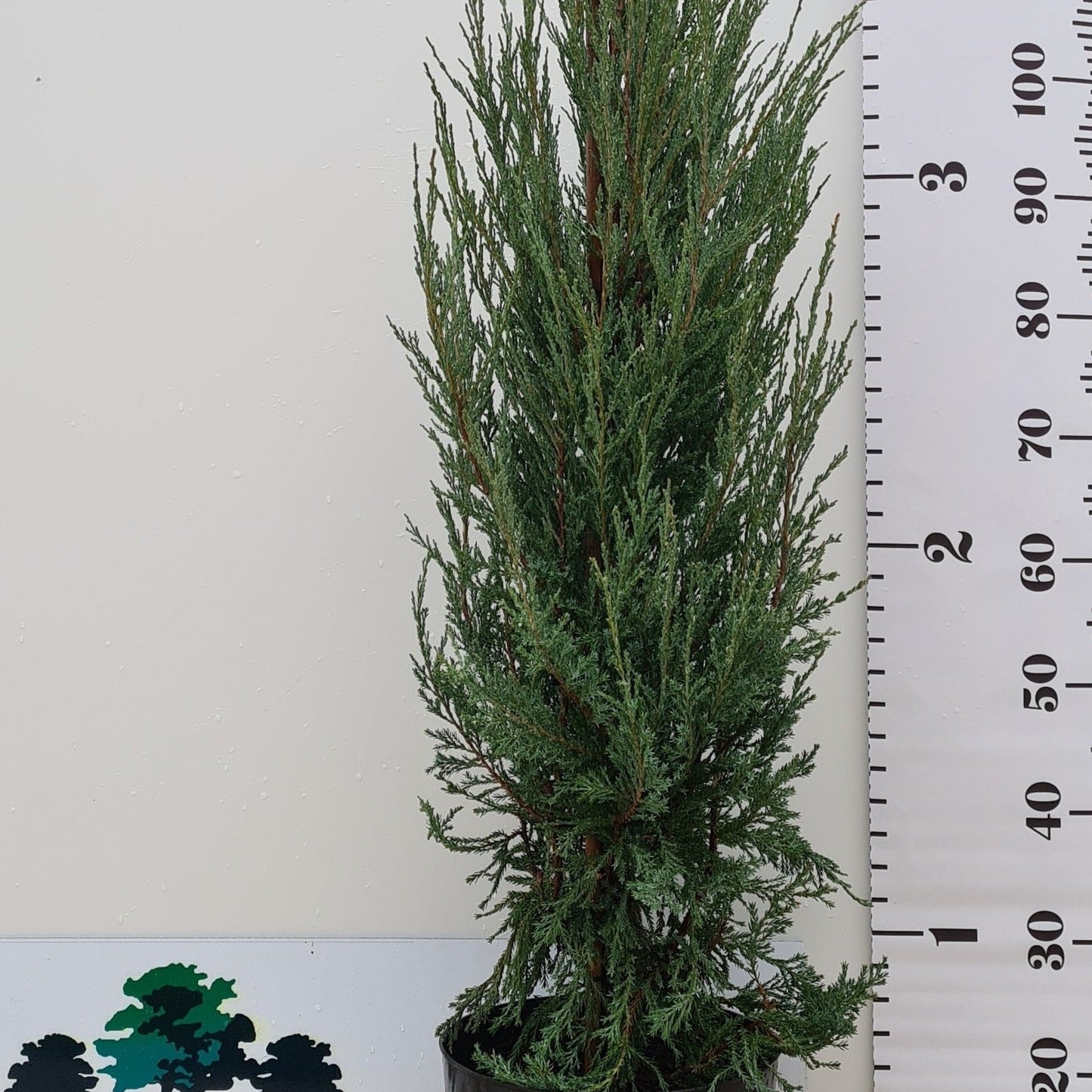 Blue Arrow Juniper - Juniperus scopulorum with narrow upright form and blue-grey evergreen foliage
