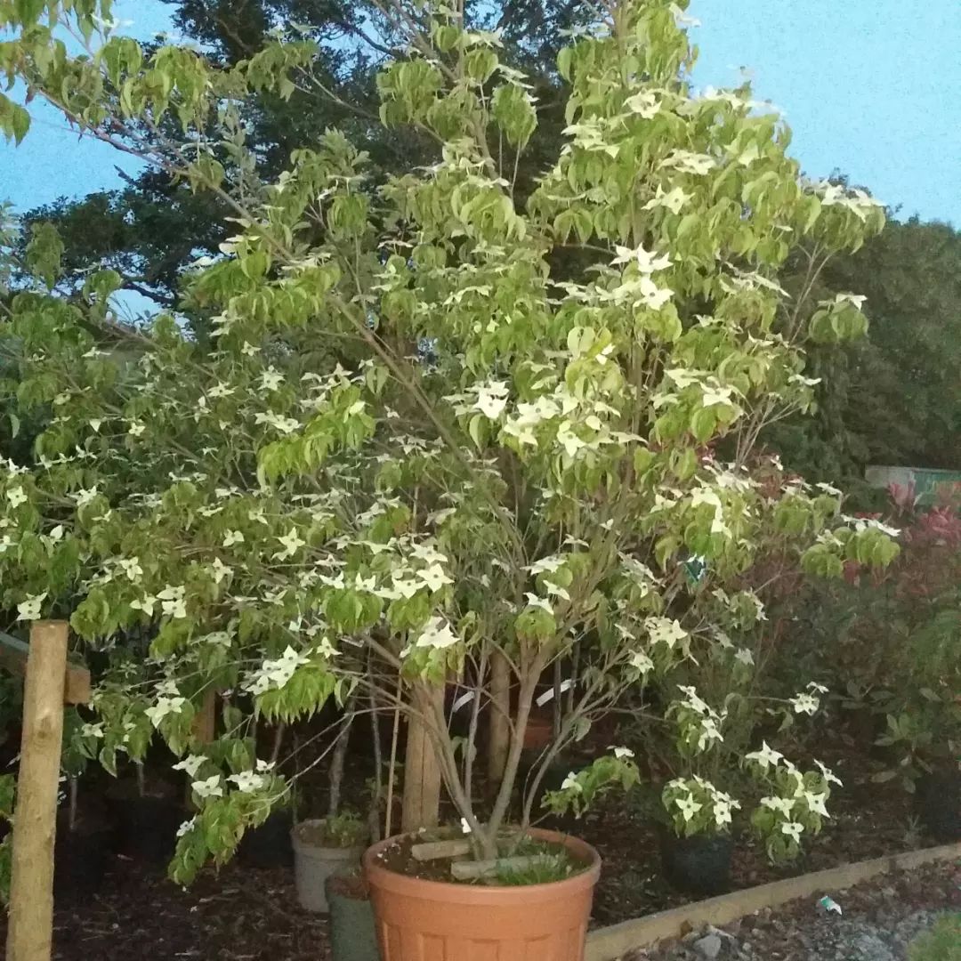 Cornus China Girl - Flowering Dogwood with white spring flowers and red autumn berries
