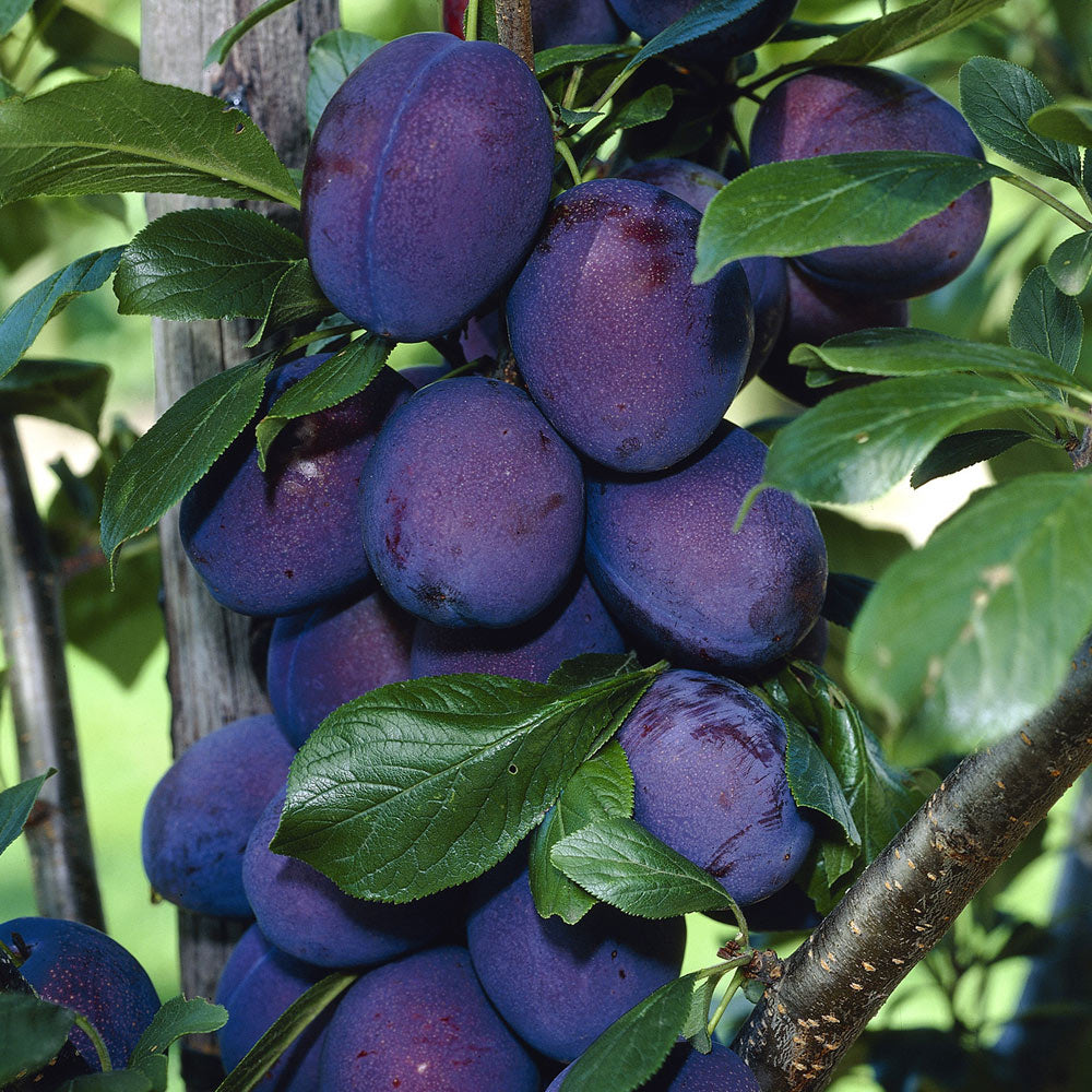 Damson Tree Merryweather - Prunus insititia with dark purple fruit ideal for cooking and preserves

