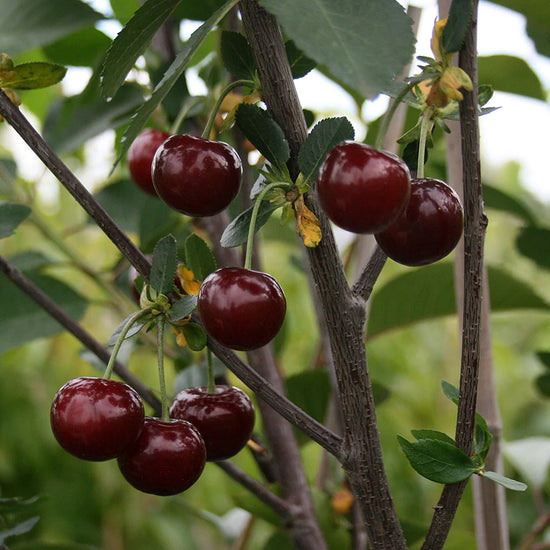 Cherry Tree: Prunus Cerasus: Morello