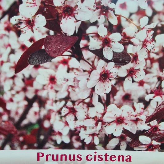 Prunus cistena - purple-leaf sand cherry with pink spring blossom and deep burgundy foliage
