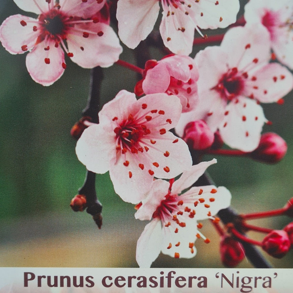 Prunus cerasifera Nigra - black-leaved plum tree with pink spring blossom and dark purple foliage



