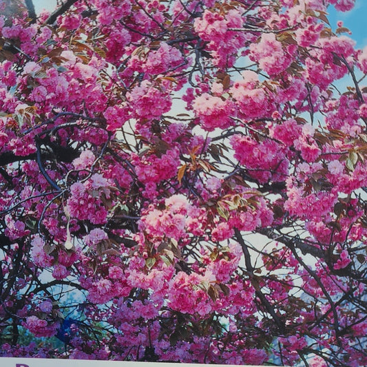 Prunus serrulata Kanzan - Japanese flowering cherry with double pink blossom and vase-shaped form
