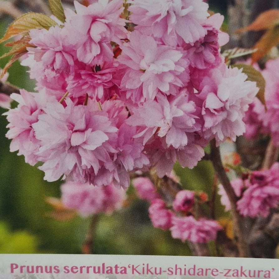 Prunus serrulata Kiku-Shidare-Zakura - weeping Japanese cherry with cascading double pink blossom



