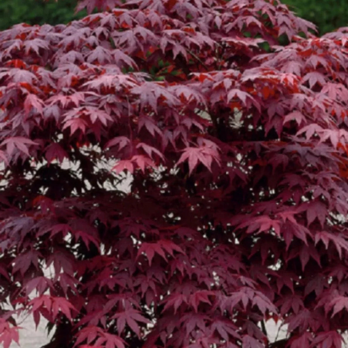 Acer palmatum Bloodgood - Japanese Maple with deep burgundy-red foliage and elegant form